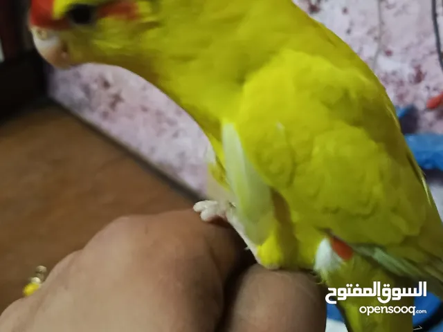 ببغاء كرياكي