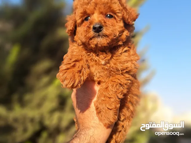 korean toy poodle T_cup جراء توي بودل كوري تيكب اصغر حجم