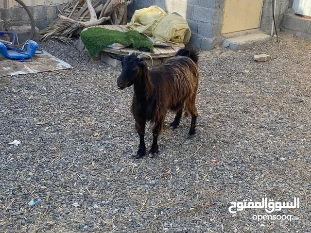 السلام عليكم للبيع شاه مال الدار تبع الوصف
