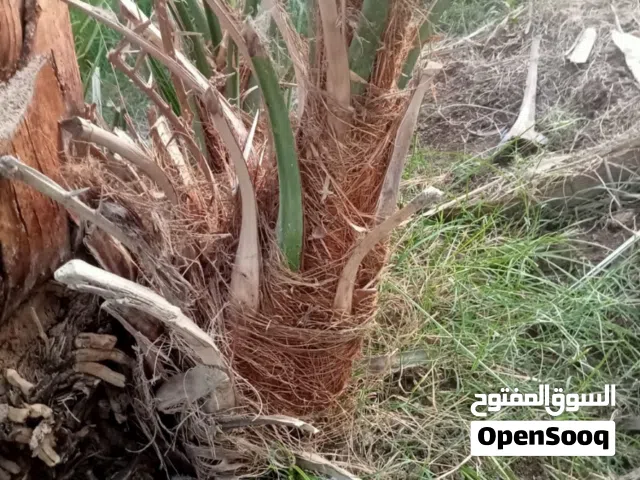 صرم للبيع اقرأ الوصف