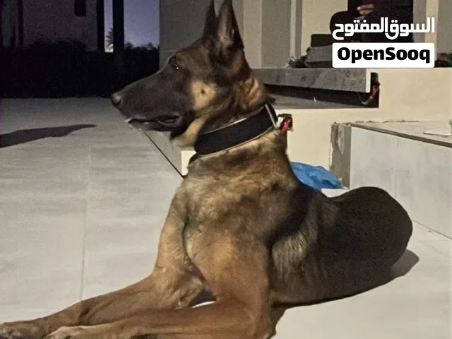 جيرمن مالينو