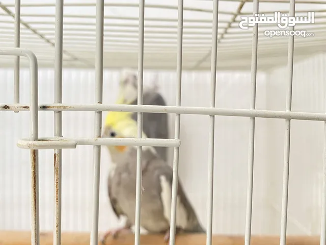 زوج كراون جامبو