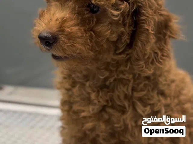 توي بودل للبيع  Toy poodle