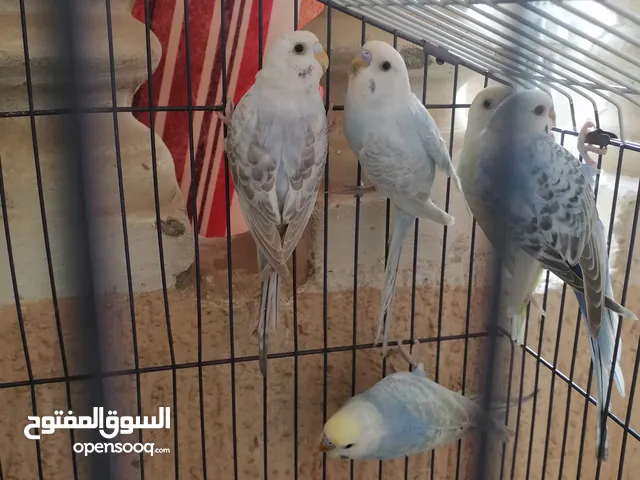 عصافير رينبو للبيع