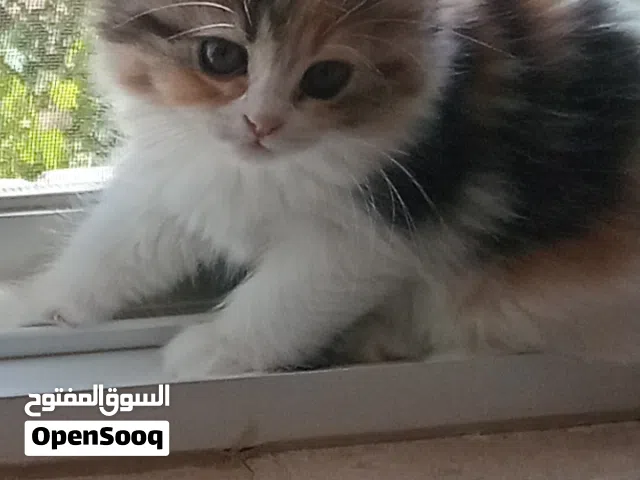 قطط للتبني