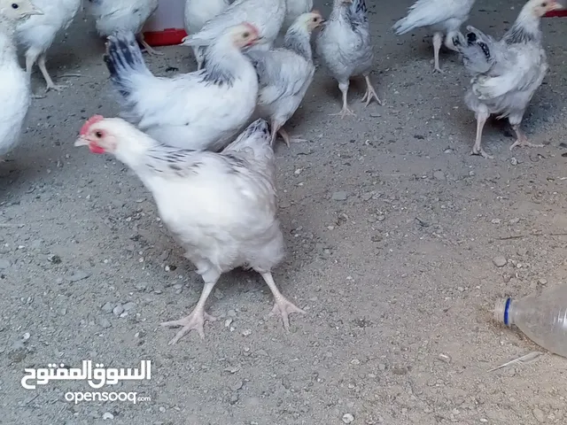 سايكس طوق 7