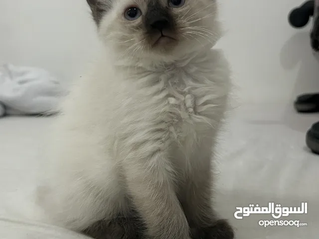 قط سيامي العمر شهرين