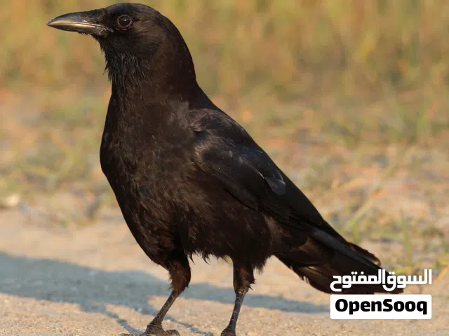 غراب لل بيع اقره الوصف