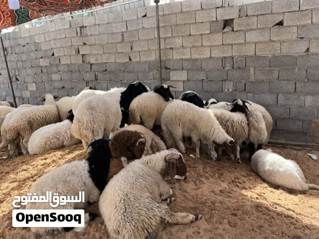اضاحي العيد