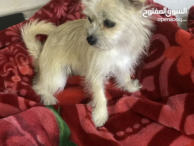 كلب في حاله صحية جيدة