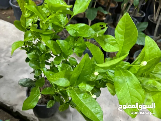 تنسيق الحدائق والمنتزهات العامه