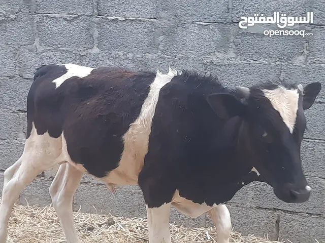 عجل ظفاري مطعوم 6 أشهر طعام الدار