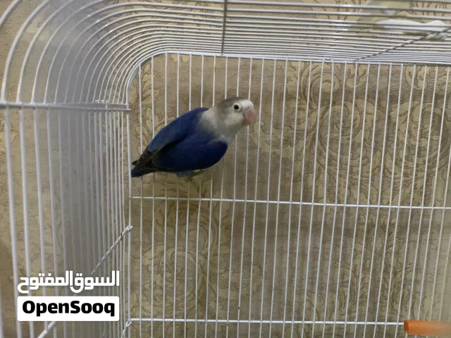 طيور فيشر مع القفص والاكل ب 200