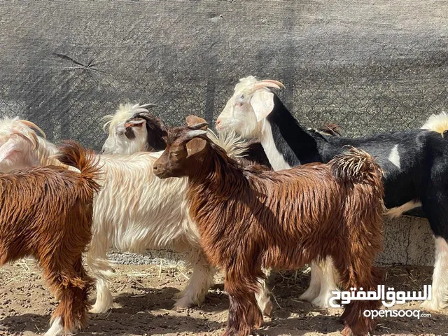 جدايه و سخلات