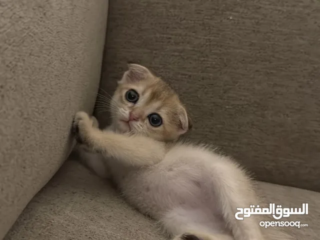 قط ذكر سكوتش فولد