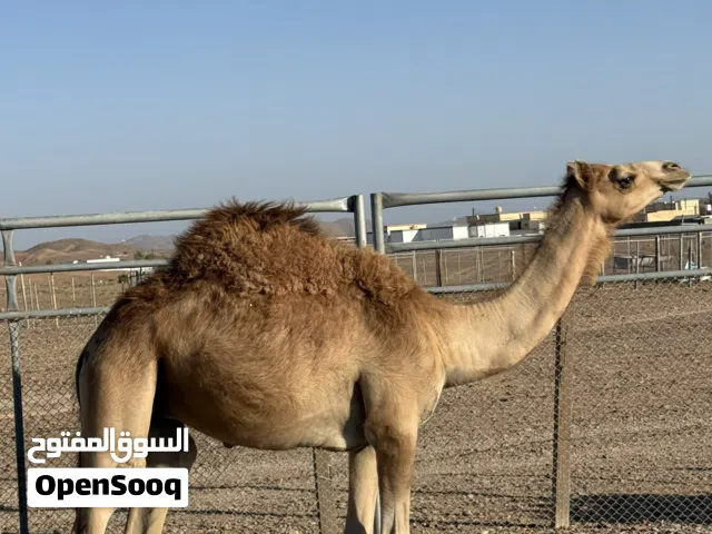 للبيع جعود عماني محلي
