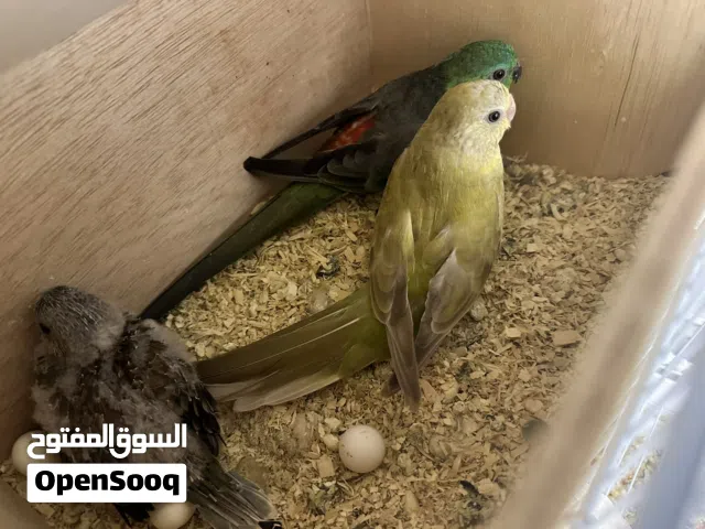 زوج بلاكيت مع فرخهم