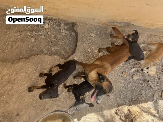 كلاب للبيع عطني سعرك.                       سبب البيع مربي الكلاب مسافر