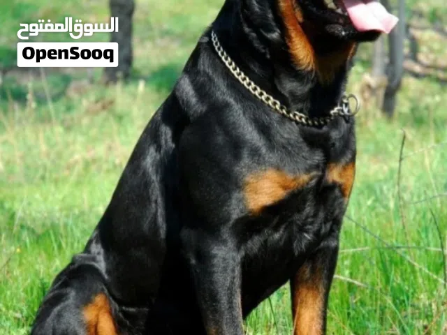 مطلوب جرو روت وايلر
