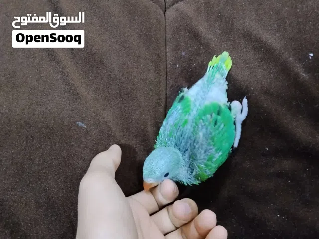 فرخ دره هندي تبزير عراقي او متعلم على زق او شرط نضافه او خشونه الي حاب يتواصل علة خاص رقم وتساب موجو