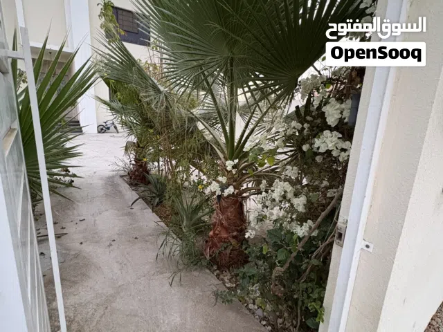 للبيع شجرة الواشنطونيا