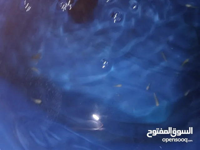 اسماك مولي للبيع