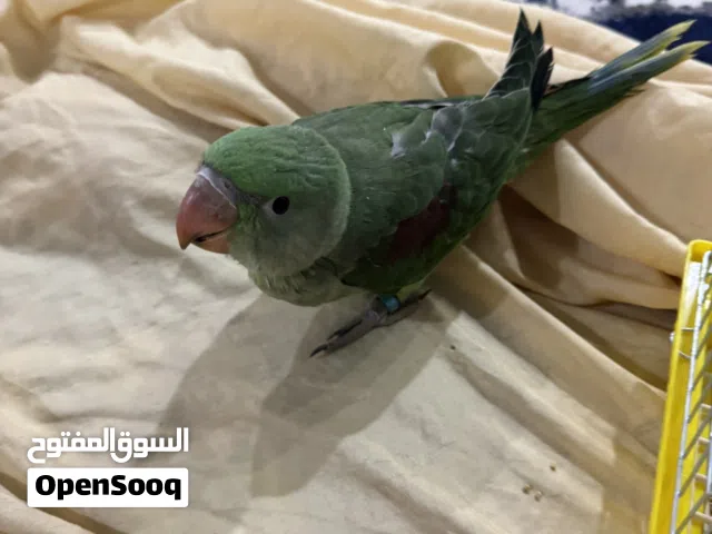 كساندرا عمر شهر فرخ