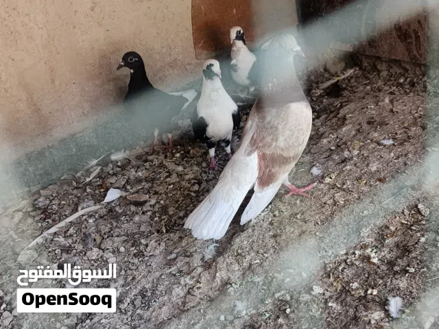 حمام للبيع قيم واخذ حمام بصحه جيده مكاني أبو الخصيب بهادريه