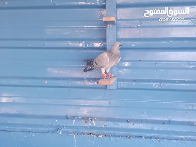 حمام مشكل للبيع