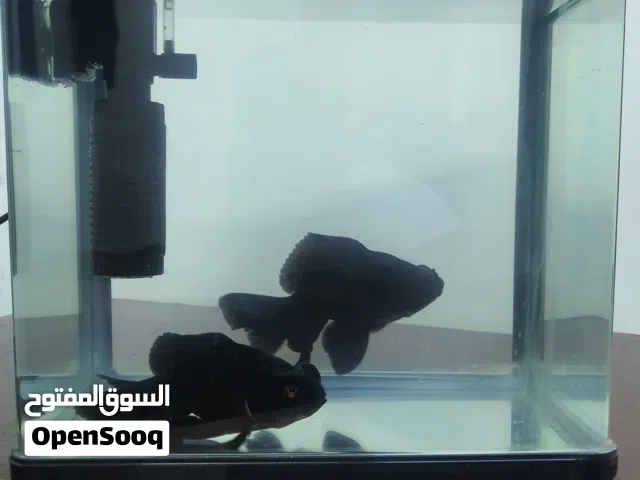 اسماك زينه للبيع