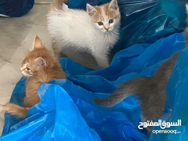 بسه صغيرة مرحة ولطيفة عمرها شهرين تبحث عن بيت دافئ بسعر رمزي وقابل للتفاوض
