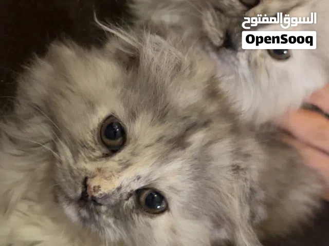 قطط عمر شهرين