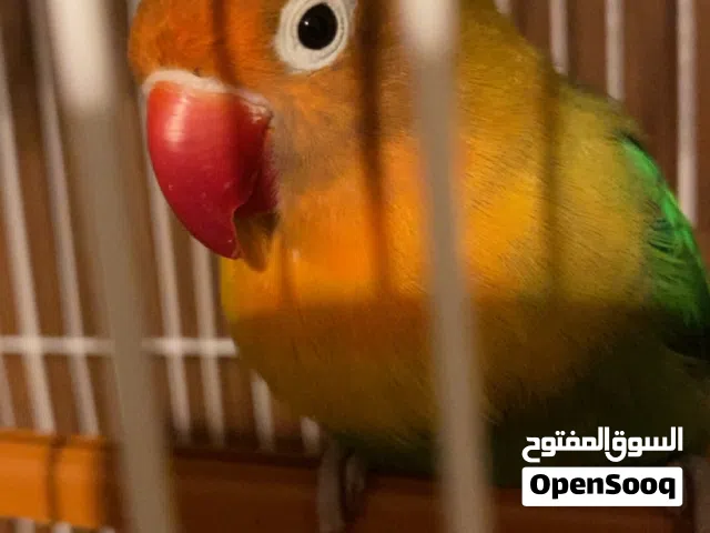 ببغاء (عصفور) فيشر للبيع