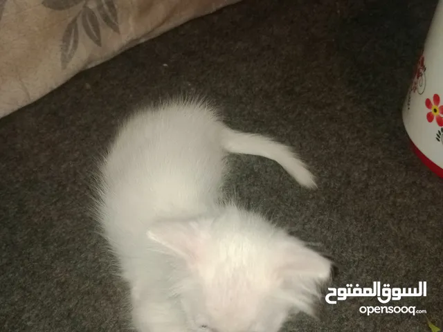 قطه بيضاء   مولد