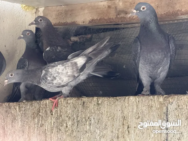 حمام للبيع تقريبا 15 حبه