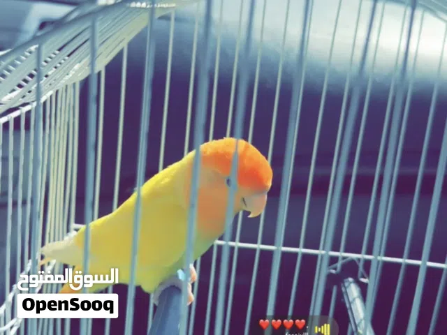عصفور روز مروض
