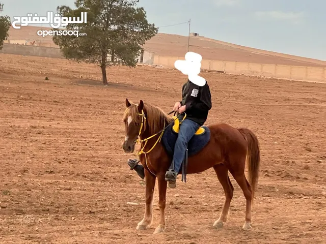 فرس عرق عربي للبيع