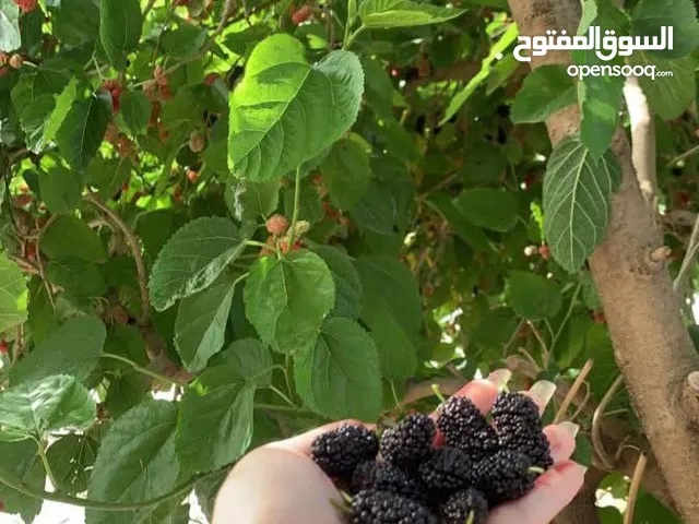 للضمان شجر توت  للضمان اللي حابب يضمن شجر توت يتواصل على هاد اشي فاخر ع اخر واللله يرزقكم الجميع