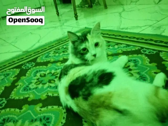 قط شيرازي للبيع