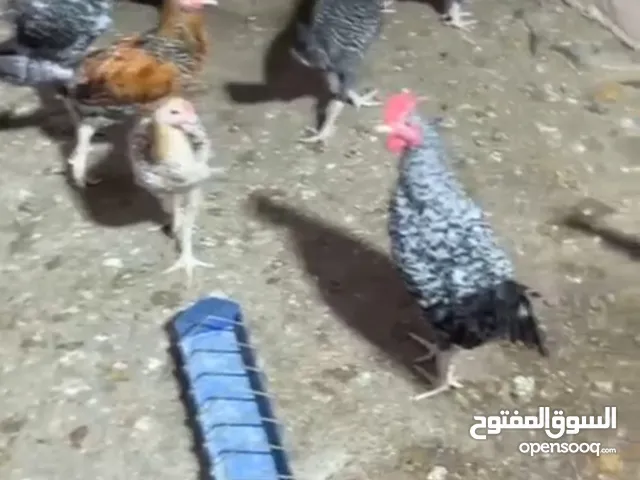 دجاج بلدي فراخ عن طريق تقعيد وليس فقاسات