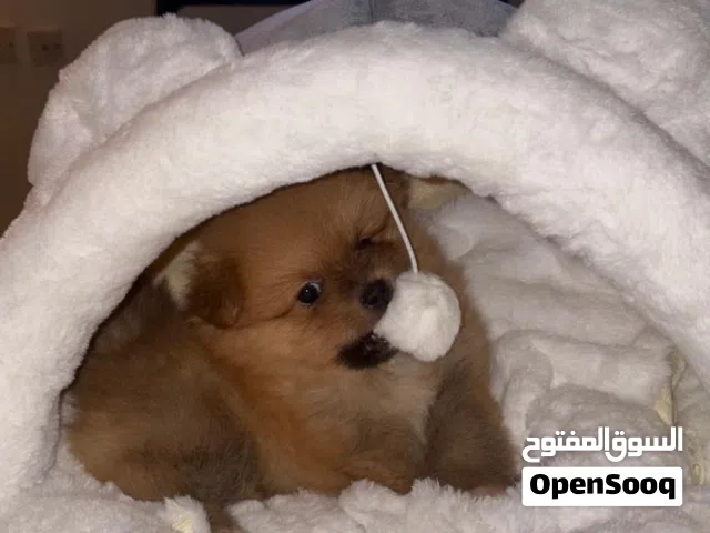 نوعه بومرينيان عمره شهرين لوعب حيل وصحته زينه