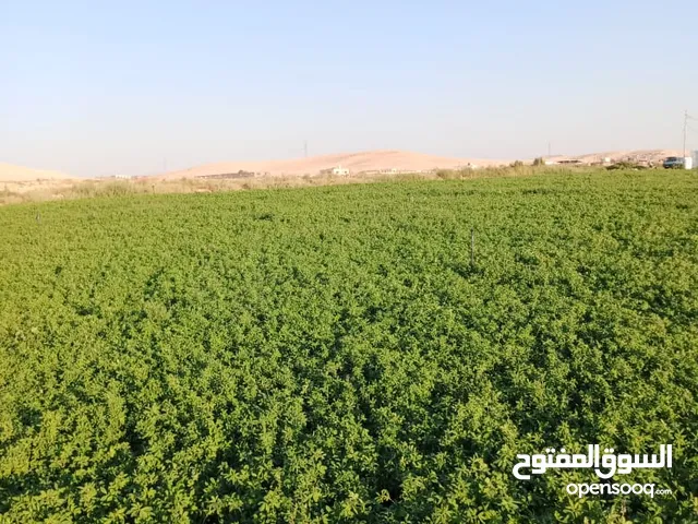 Land for Rent in Zarqa Al Hashemieh