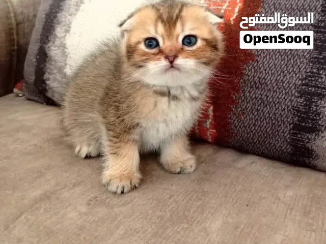 قطط سكوتش دبل فولد و سكوتش ستريت الاب سكوتش قولد تربل فولد و الام سكوتش سلفر شيدد ستريت