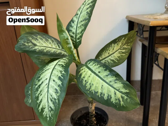 Indoor plant with pot