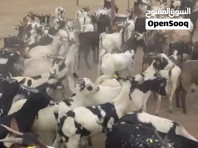 أغنام للبيع