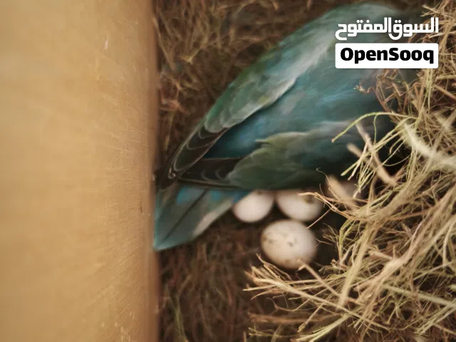 بركديلو (روز و فيشر) للبيع مع بعض