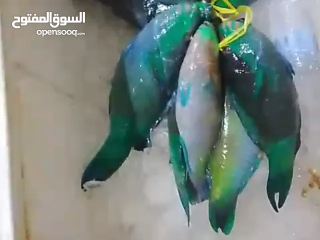 صيد بلدي سمك ثول