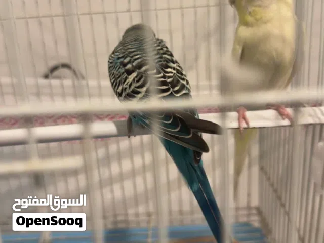 زوج بادجي اليف
