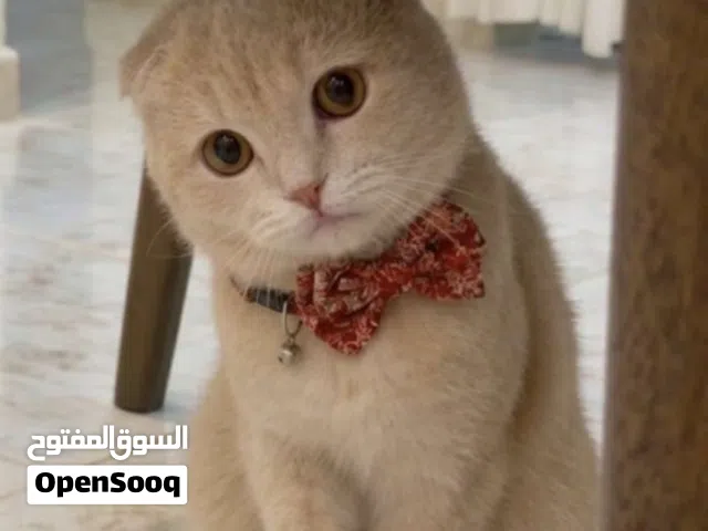 مطلوب نفس هاذا اللون و يكون سكوتش فولد نفسه