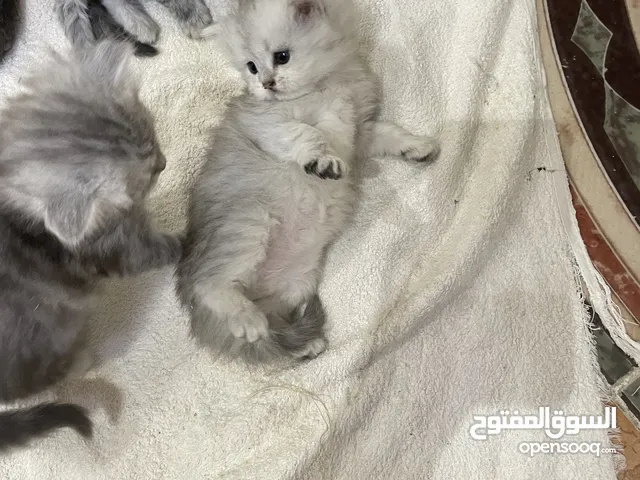 قطط من حد سيبري روسي ذكيه وحده شيرازيه والأباء تزوجو بعض وانجبو المعروضين بيعهم الشقراء اللغويه في